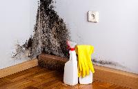 Mold Experts of Raleigh image 1